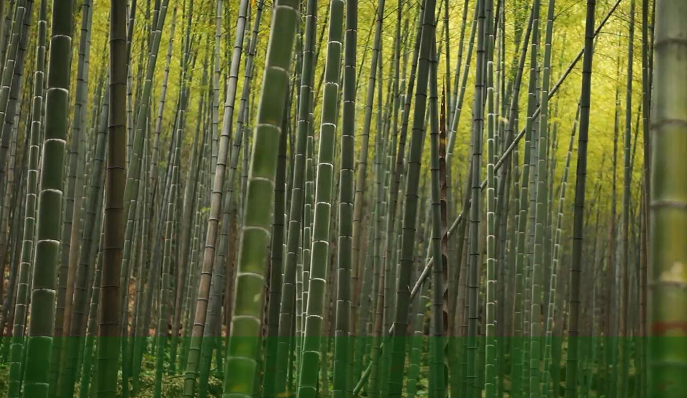 贝斯特 - 全球最奢华的游戏平台